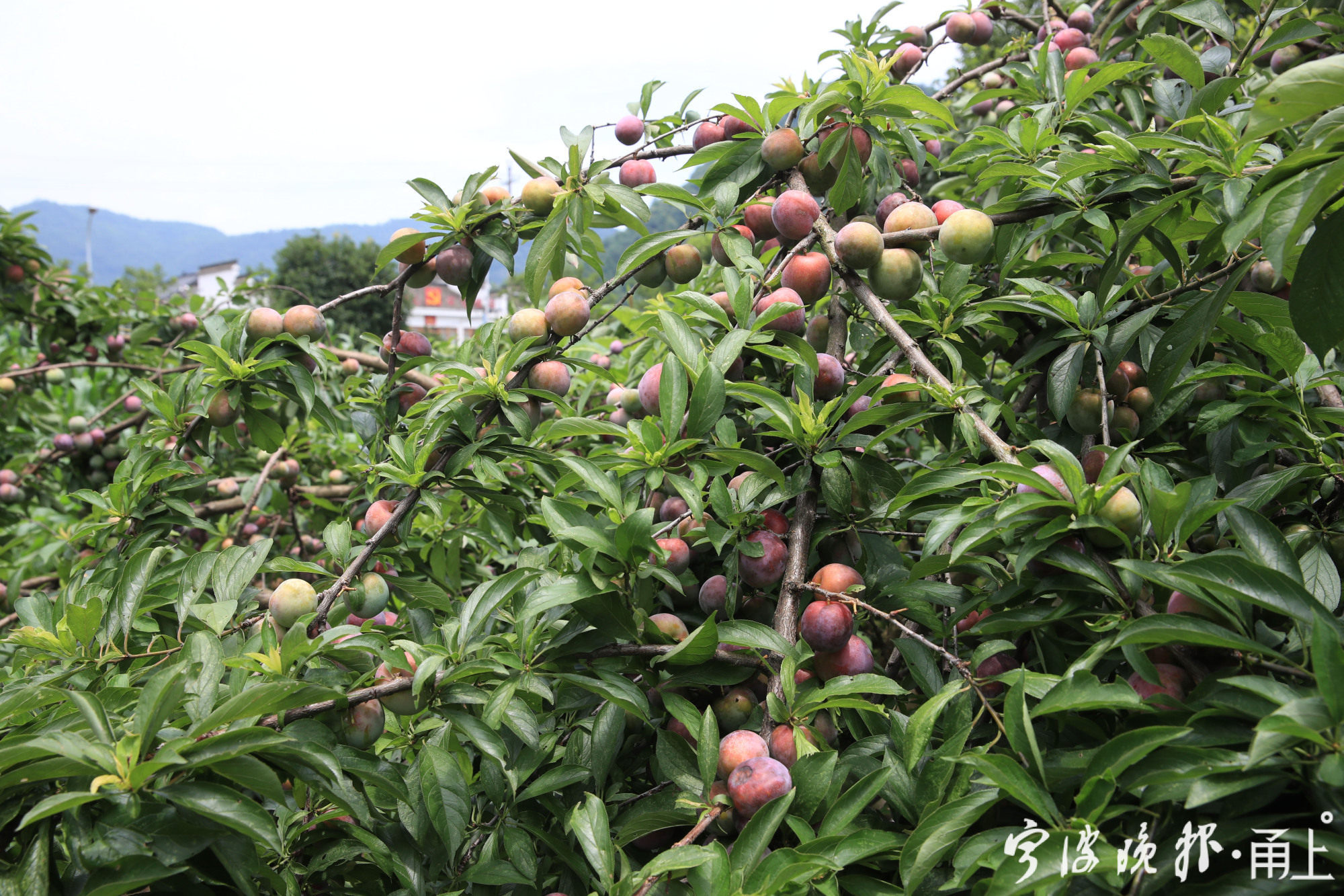 宁波余姚周边古村,余姚8个绝美古村