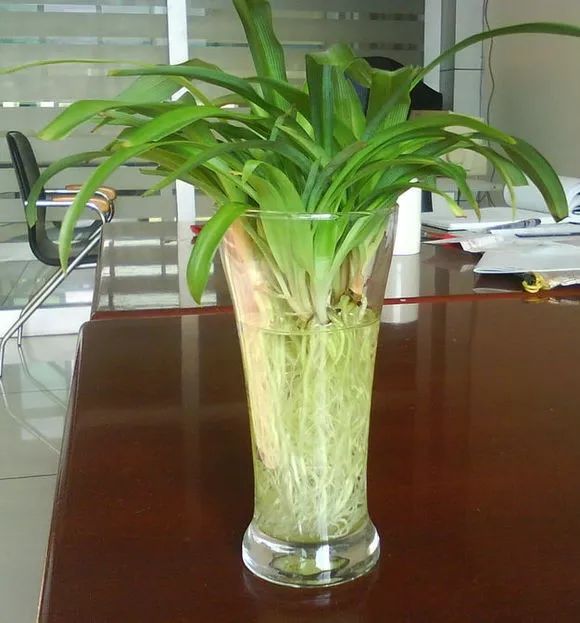 种花一年四季都能生根,冬天种花枝条多久生根