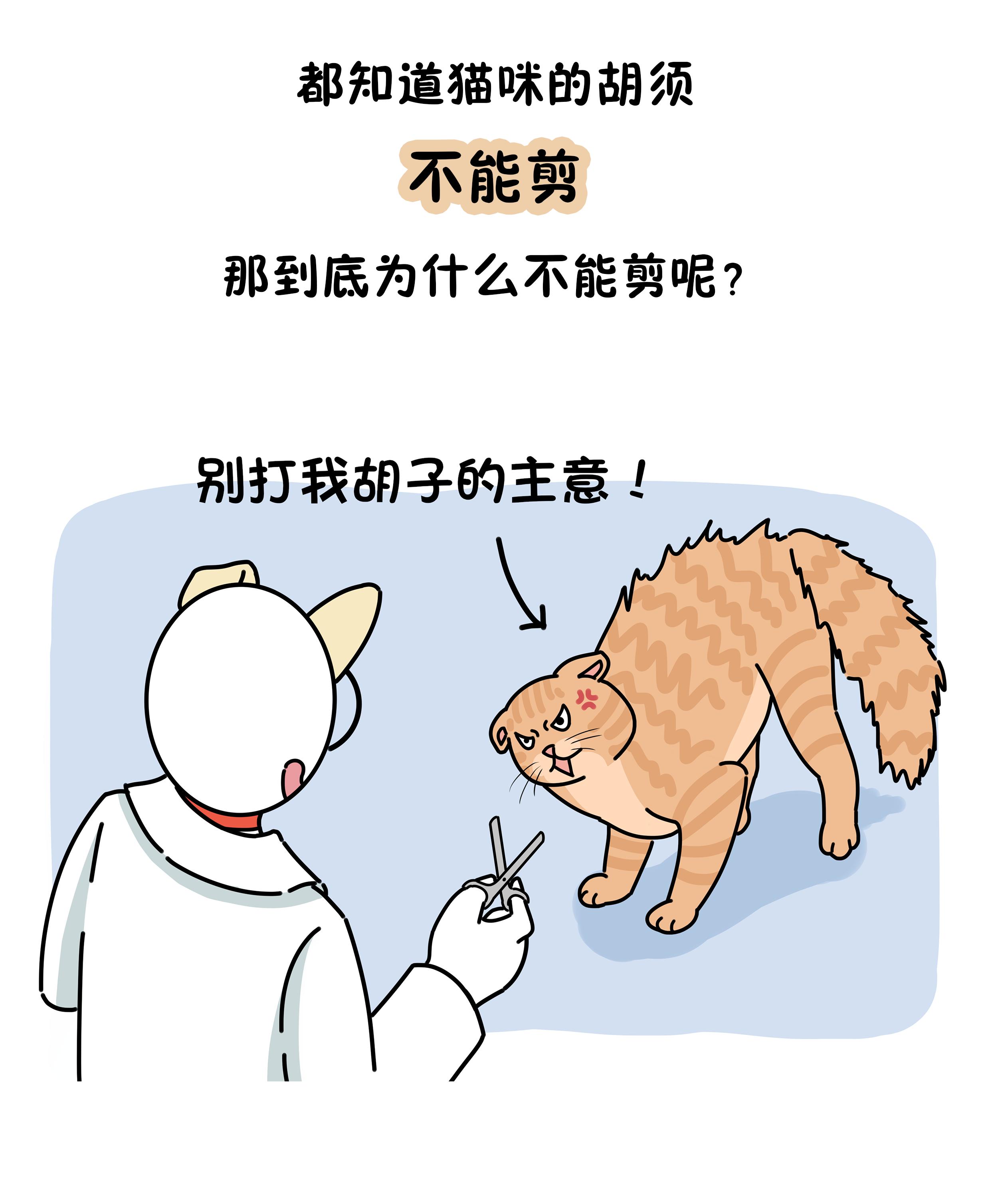 把猫咪的胡须拔掉还能找出来吗 (猫咪的胡须能探测多远的距离)