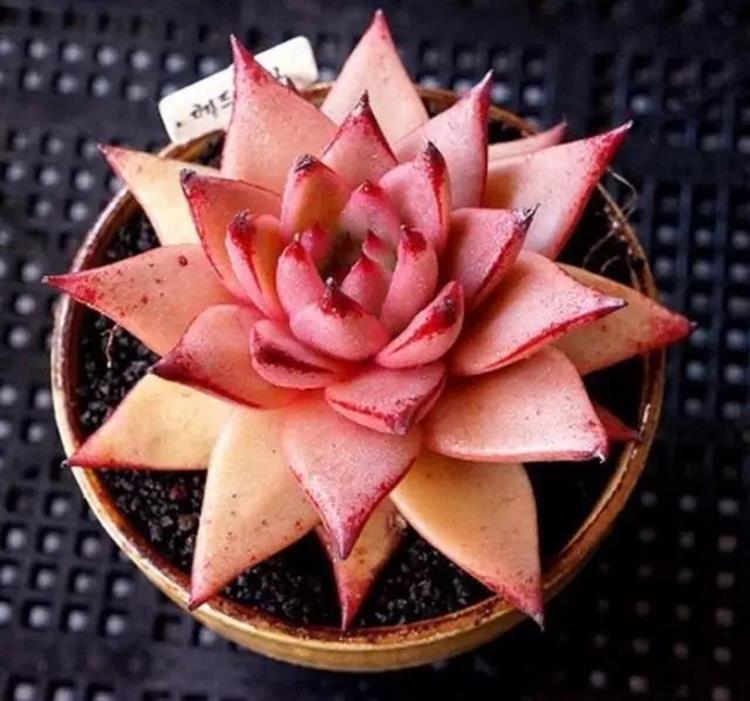 盆栽植物的正确方法,盆栽买回来怎么醒花