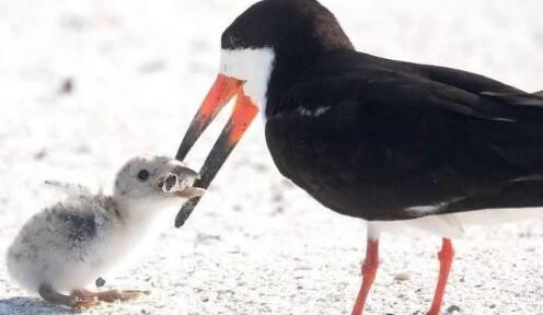 拿香烟当菜炒着吃,拿烟当饭吃