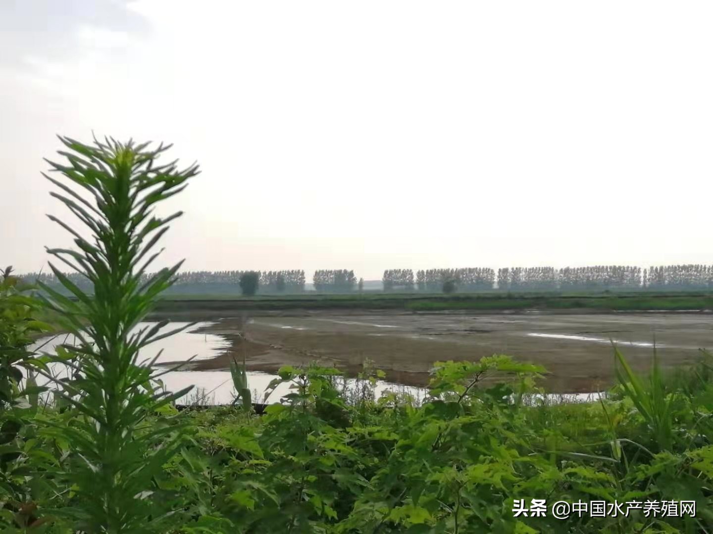 养殖户治不好鱼病的五大误区,水产常见鱼病