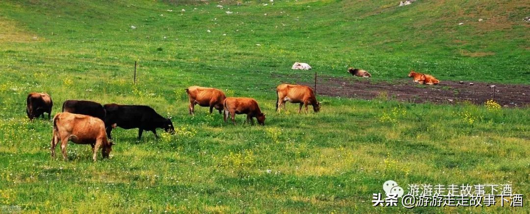 *疆新**自由1：15000公里带狗走全疆（*疆新**全程路书）