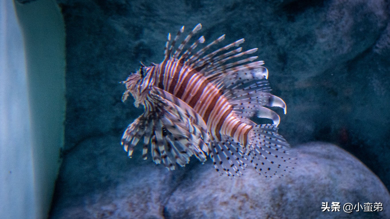 5年之许,小白逆袭重返新加坡