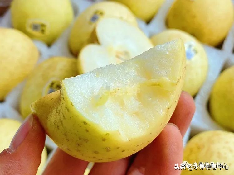 目前最有发展前途的早熟苹果品种,现在最好的富士苹果是什么品种