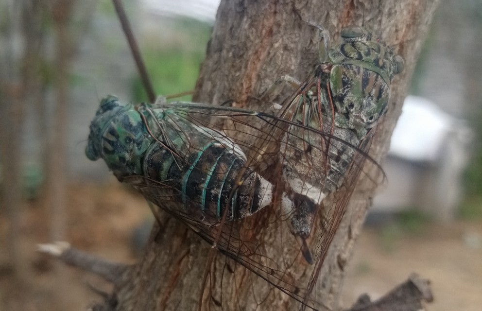 母牛的饲养繁育方案,繁育母牛下犊后需要独自牛舍吗