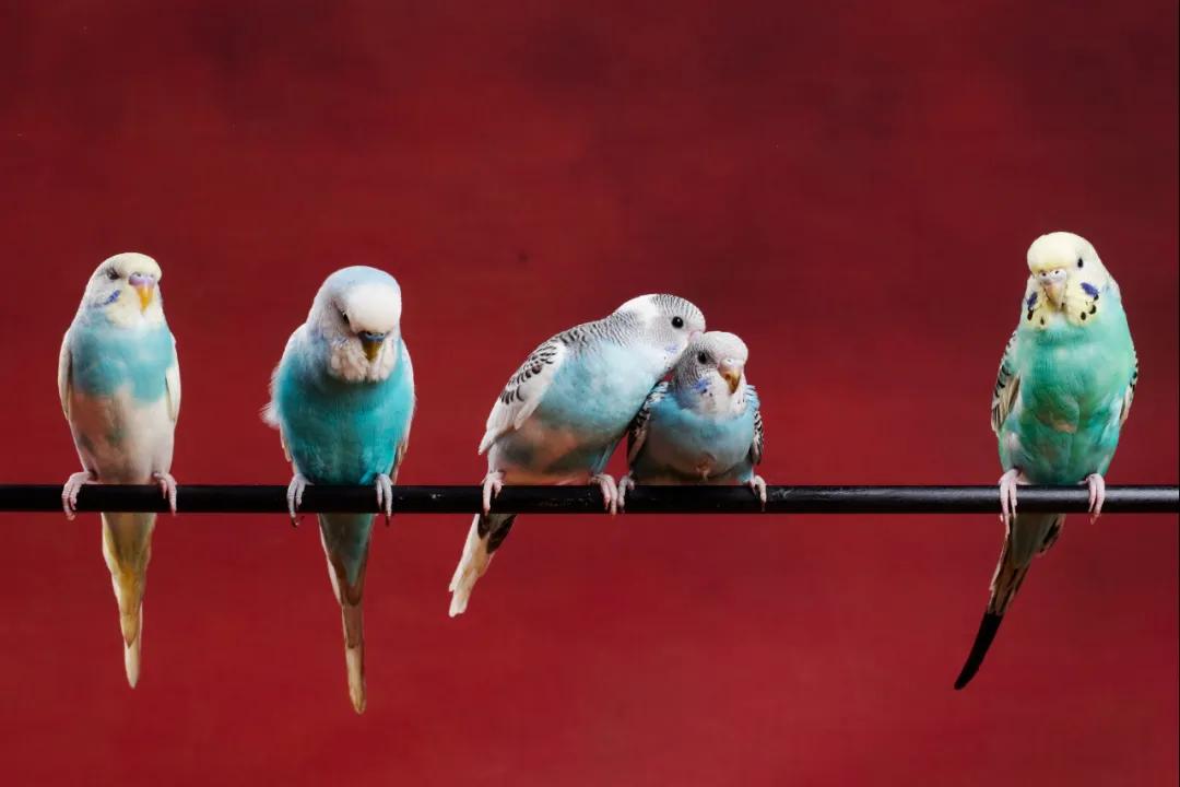 读完这24种动物描写，恨不得穿过屏幕抱抱它们