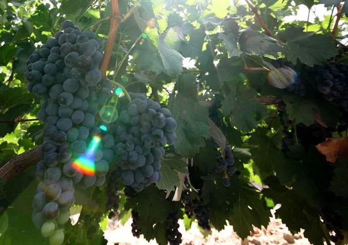 在*疆新**,谁才是“果界一哥”?