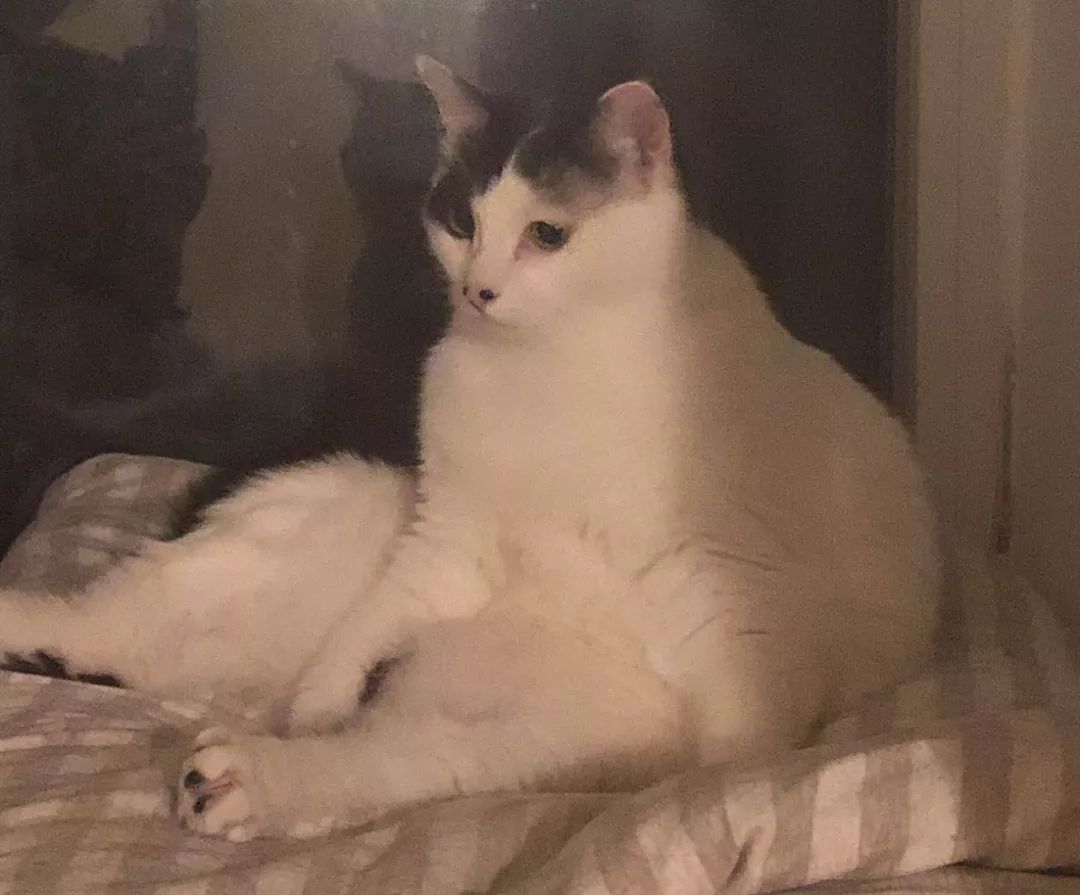 爸妈养宠物之后,就没你什么事了