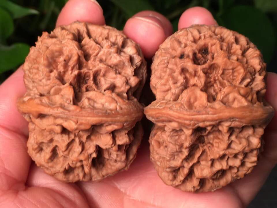 文玩核桃盘玩六大误区,盘玩文玩核桃必学的几个技巧