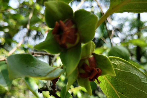 院子里的老柿子树砍掉有忌讳吗,柿子树是老枝能砍吗