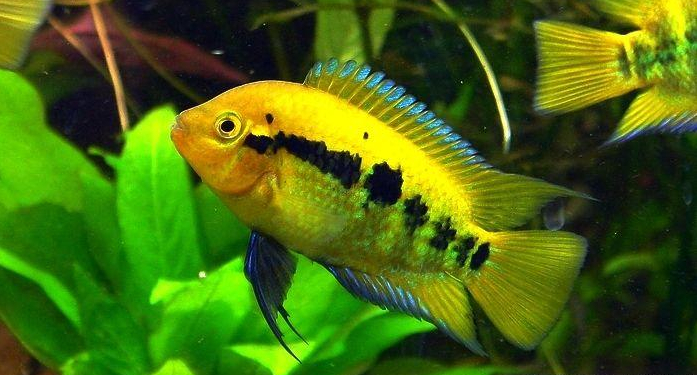 慈鲷品种,慈鲷类型