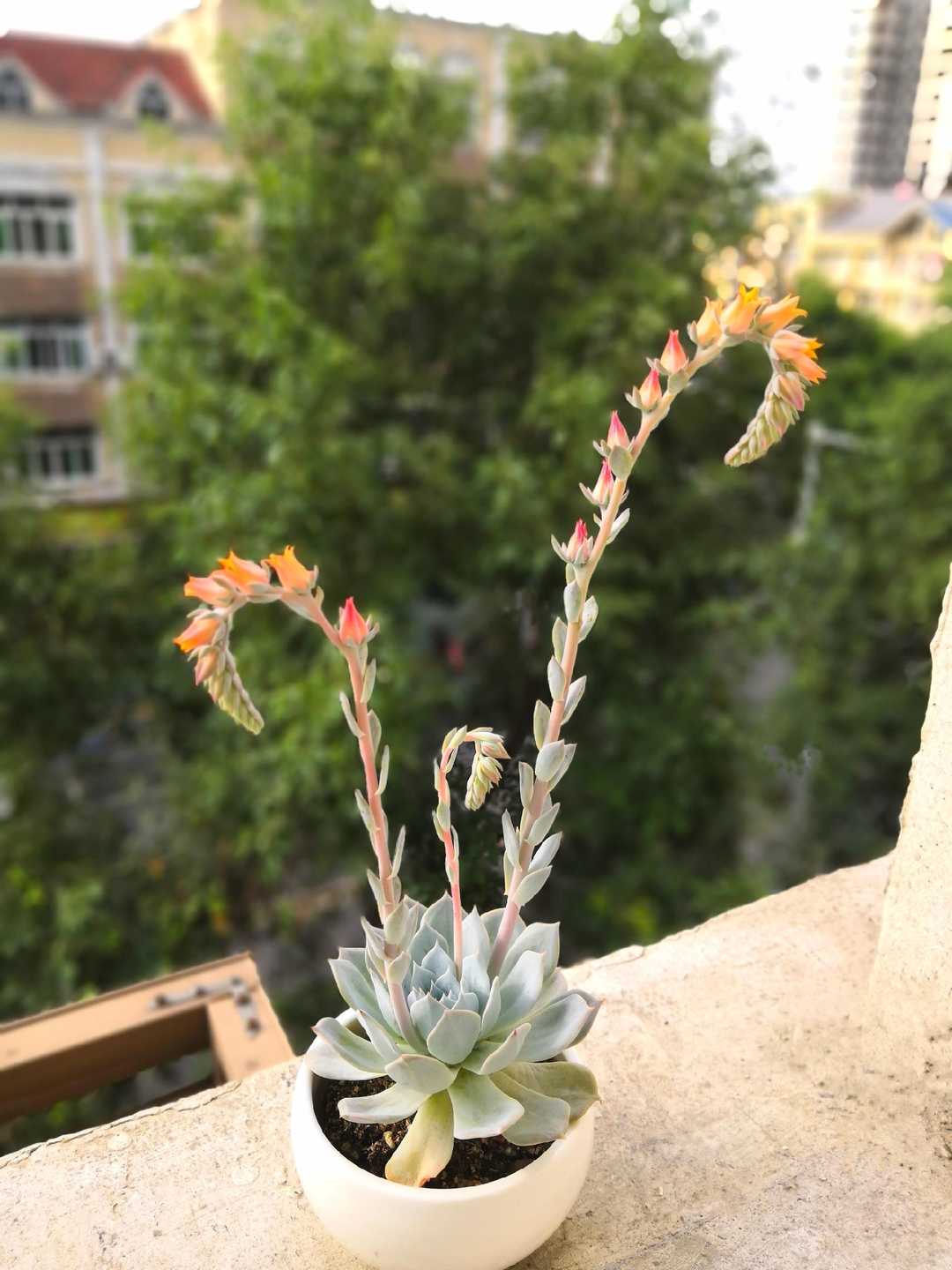 有一种花叫多肉,多肉花开视频大全