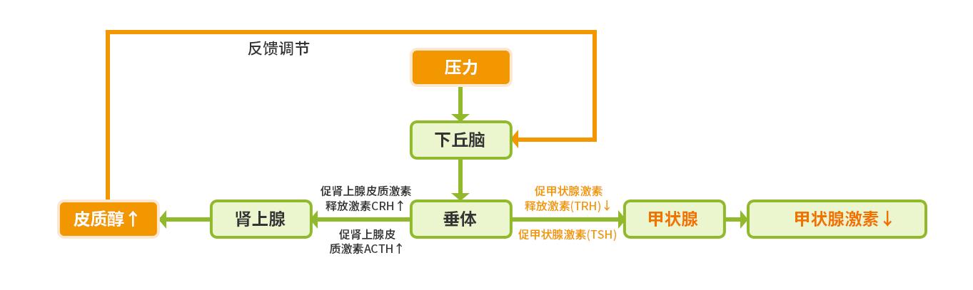 维持月经激素药,靠激素药维持月经几年了