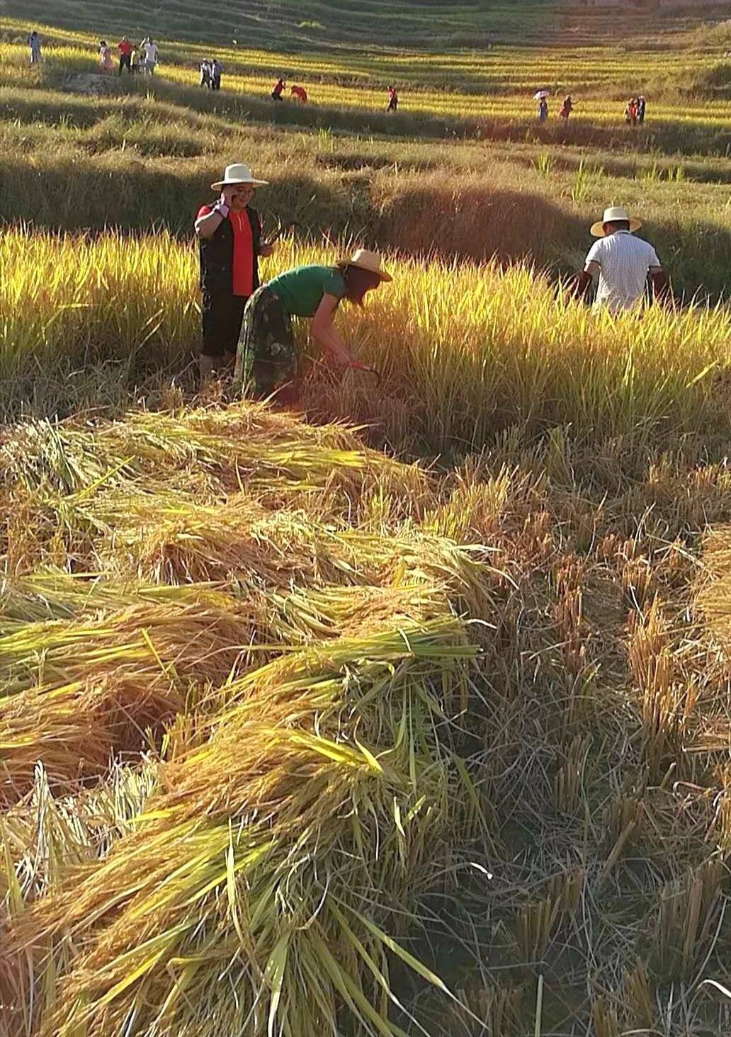 米酒赠勇士，福泽众乡亲——湖北麻城老米酒之乡抗疫探访录