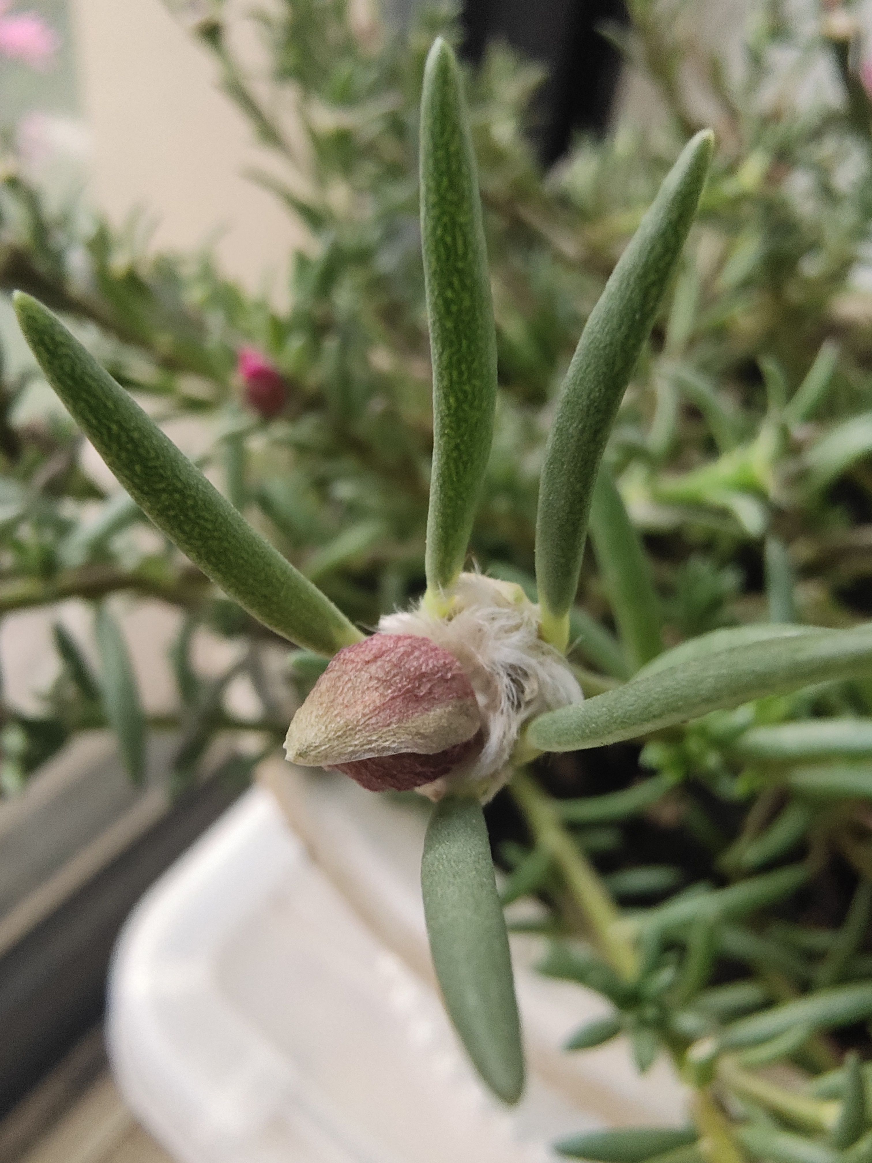 太阳花霜冻过了有什么补救方法,太阳花冻伤还有救吗