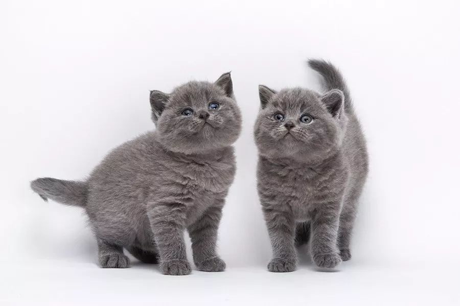 养猫可以治愈抑郁症吗,养猫真的能改善抑郁症吗