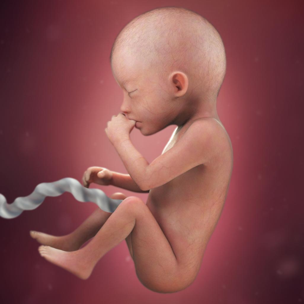 怀孕40周，胎宝宝每周长啥样？