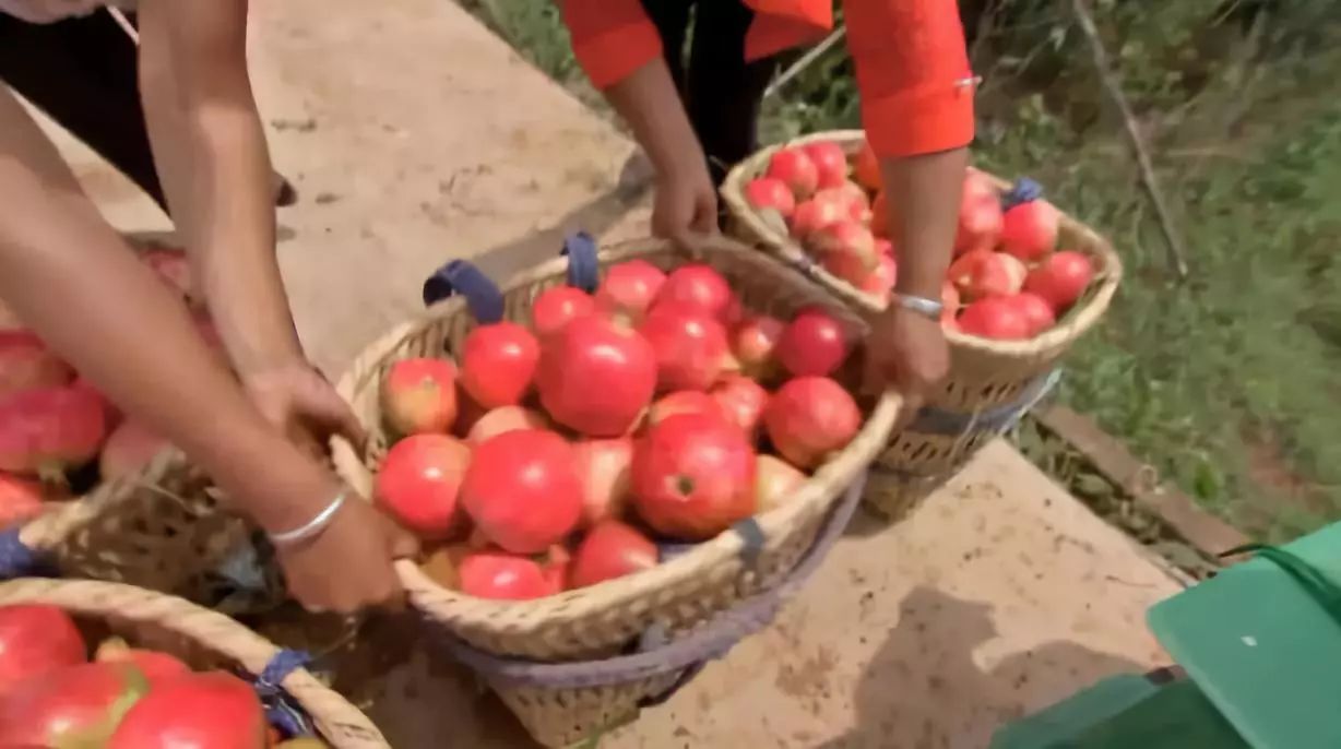 软籽石榴种植前景怎么样,收购软籽石榴种植方法