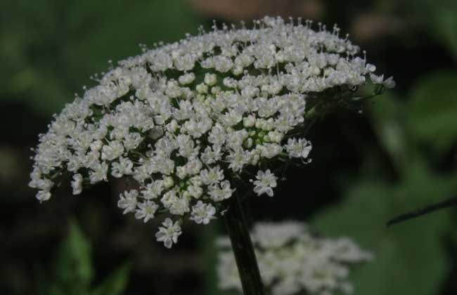 大面积蛇床子的种植方法,蛇床子种植技术及亩效益