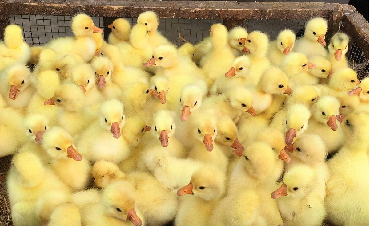 小鹅脚肿喂什么药,小鹅痛风用小苏打加葡萄糖的用量