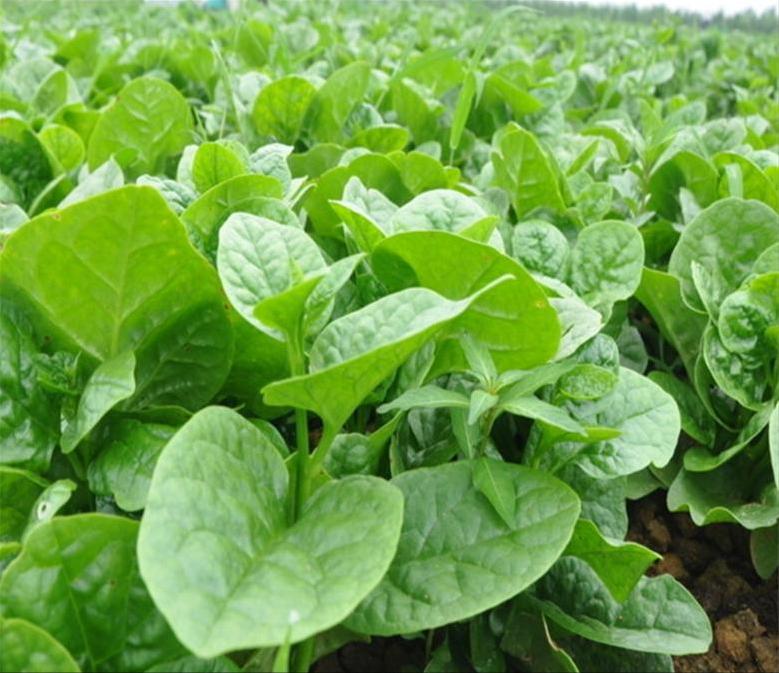 叶菜品类表,叶菜类一览表