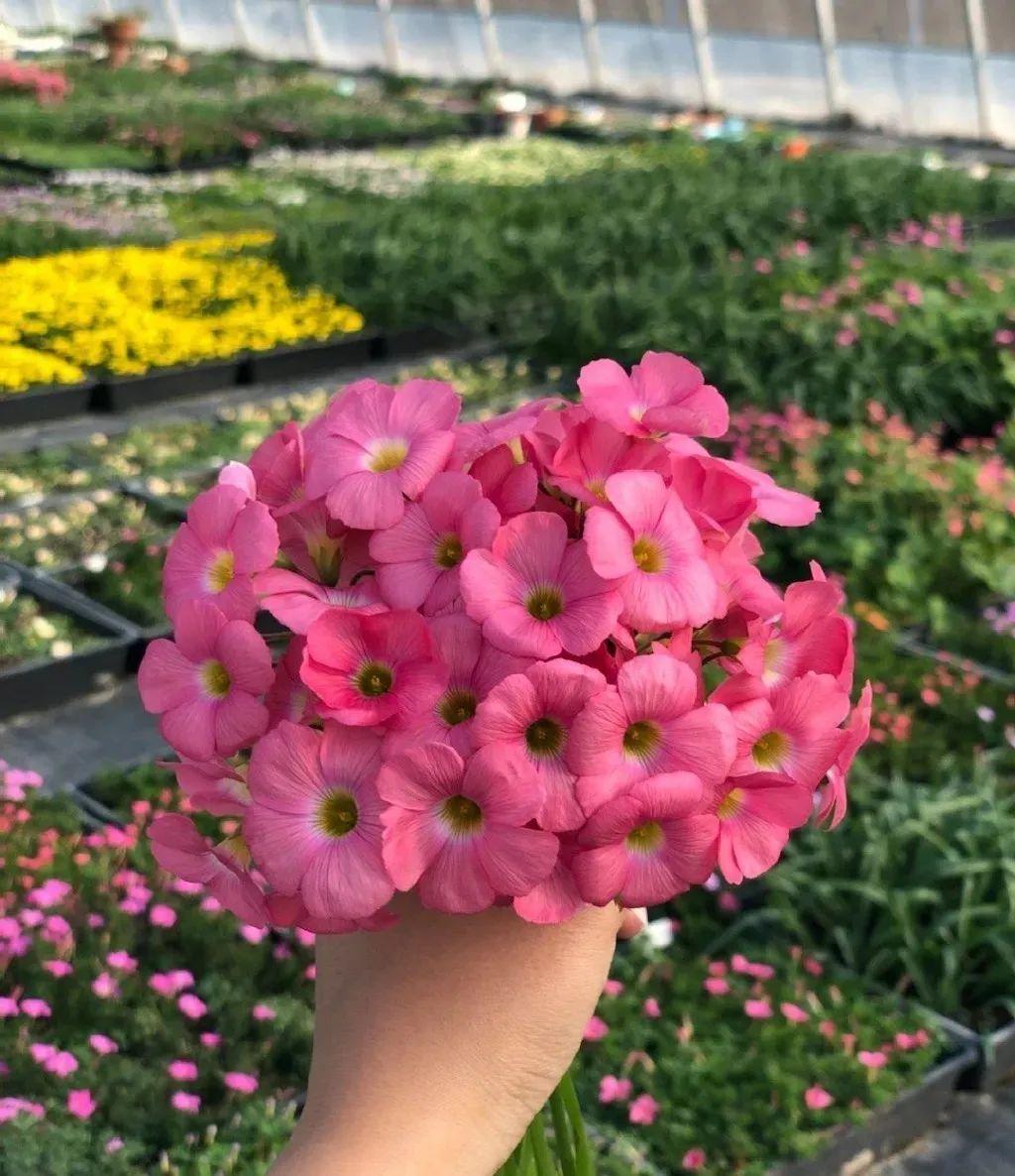 一个小“蒜瓣”,沾土就开花,一平方能养一百盆,生崽一大窝