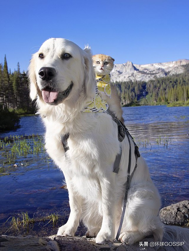 苏格兰与折耳猫,苏格兰折耳猫和折耳猫