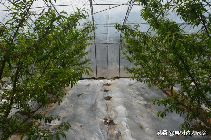 大棚桃怎么提高品质,种大棚桃子有前景吗
