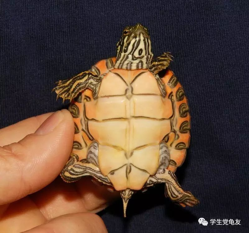 真假李逵——我们买到的“大河甜甜圈”是何许龟也？