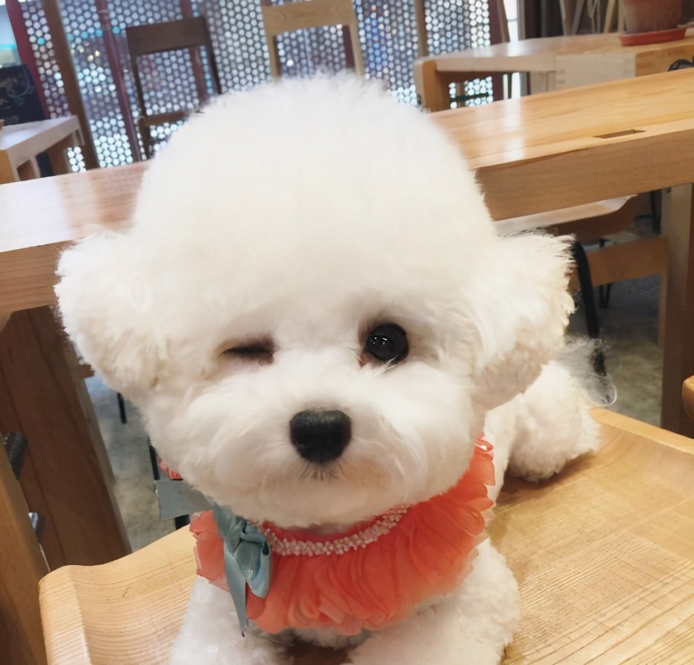 如果你家狗经常“呜呜叫”，一旦发现，就要注意了