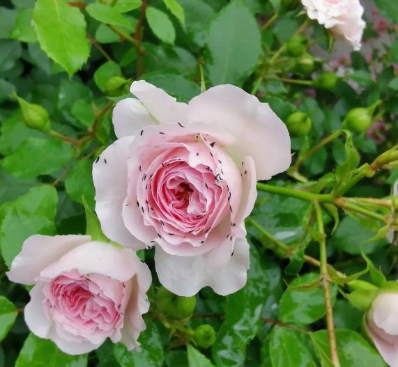 大葱的一大害虫蓟马一招轻松解决,蓟马白粉虱都是刺吸式口器害虫吗