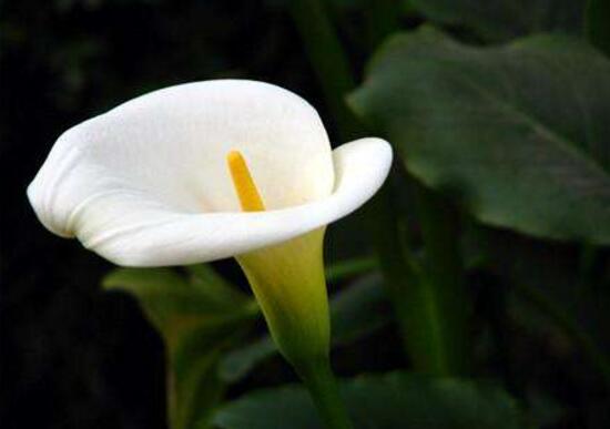 马蹄莲为什么第二年就不开花了,马蹄莲什么原因不开花