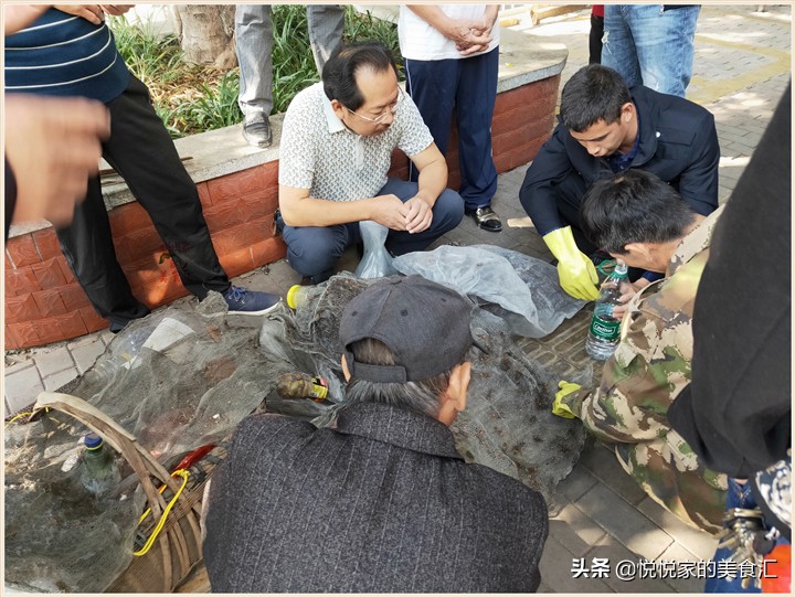 广东黑盾蜂王5元一只,小伙养殖胡蜂一只蜂王卖3000元