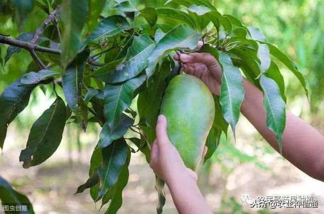 芒果流胶病怎么治疗,芒果流胶病防治措施