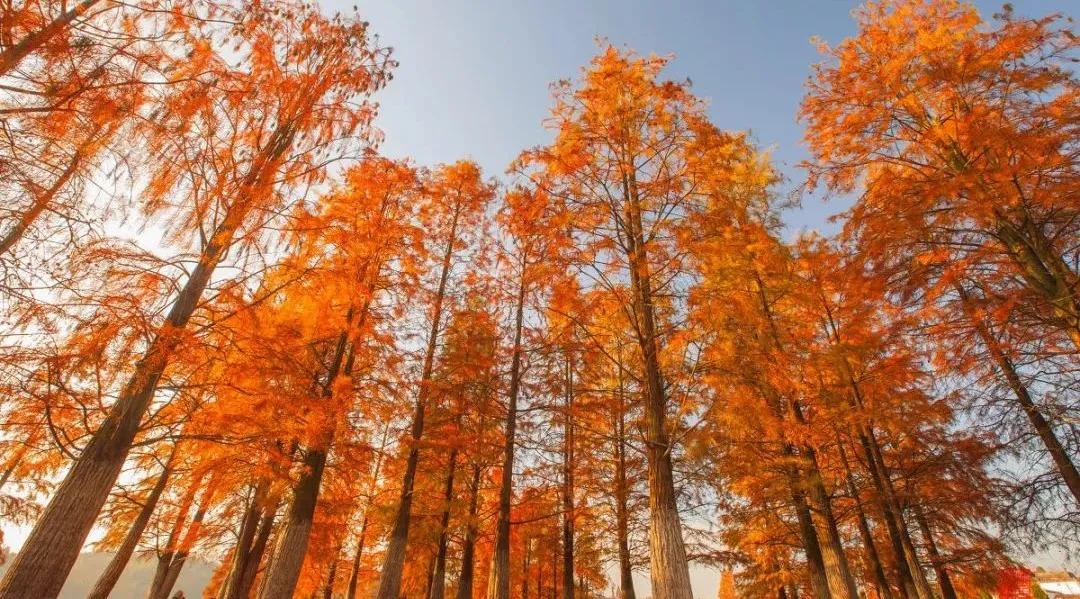 太平湖风景如画心旷神怡,太平湖风景如画