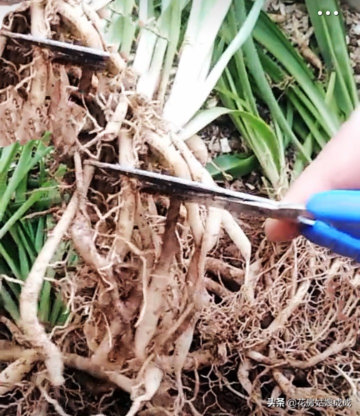 绿萝叶尖干是怎么回事,绿萝吊兰叶子发黄怎么办