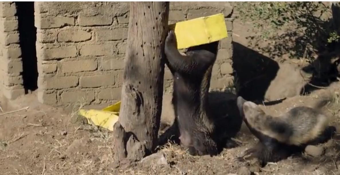 永不服输的蜜獾,曾经有一个保护区饲养了两只,后来怎么样了?