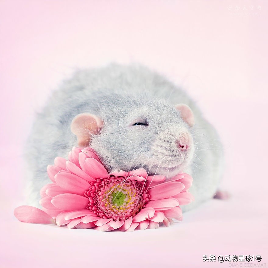 小老鼠也能成为宠物,小老鼠可以养吗