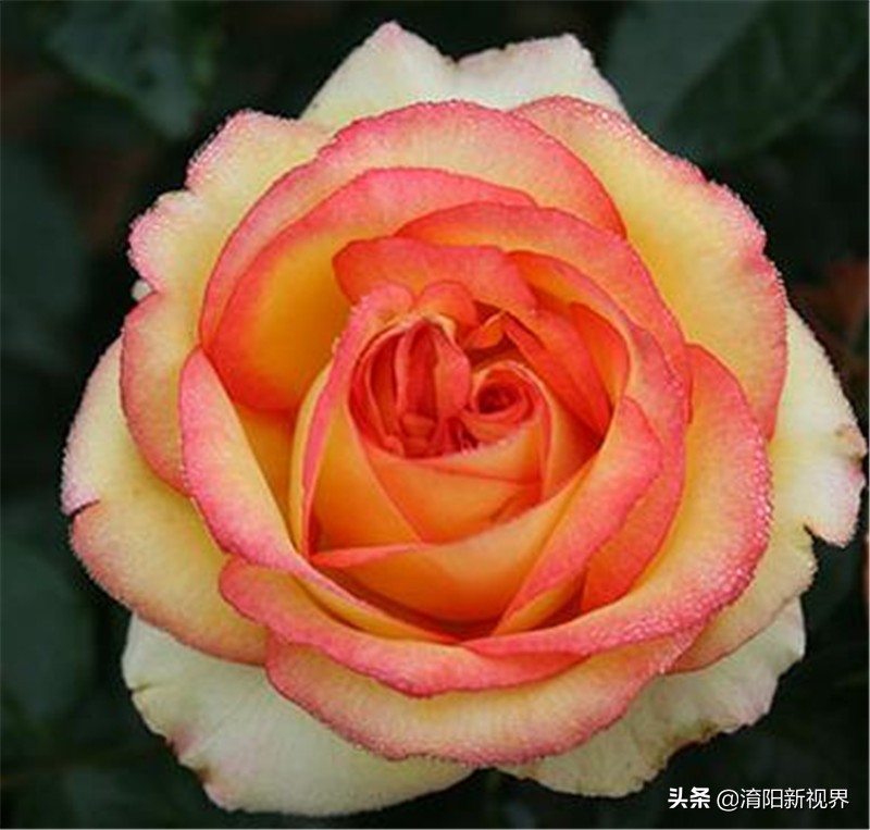 月季创新造型是什么,热门月季品种推荐图片欣赏