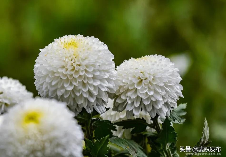 马跑泉公园有菊花展吗,庆祝菊花