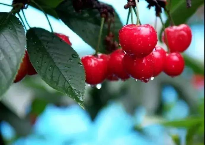 西安樱桃采摘最佳时间,西安樱桃哪里可以摘