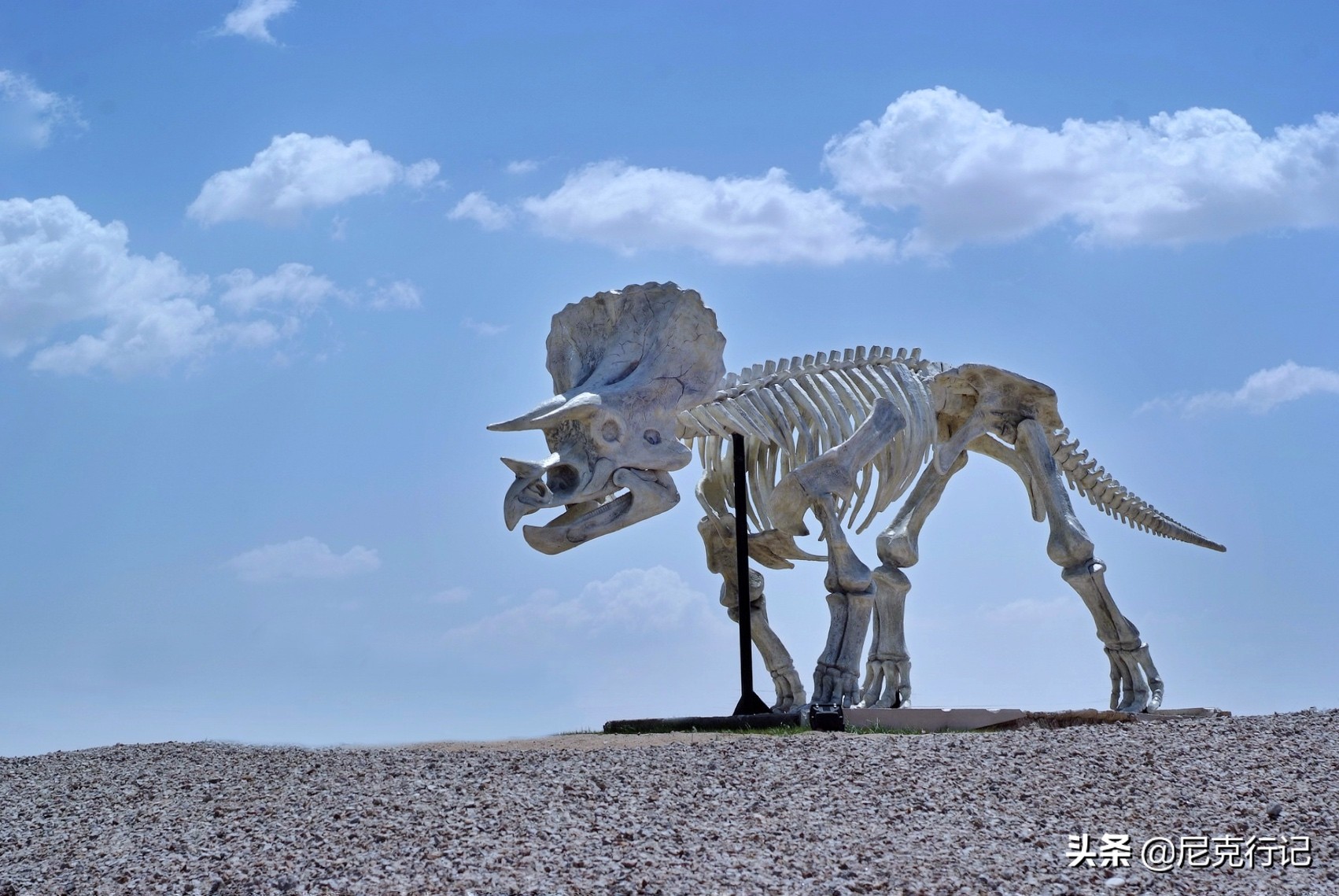 中蒙边境“五畜之家”，牛马羊驼价值500万，边境路用恐龙装饰