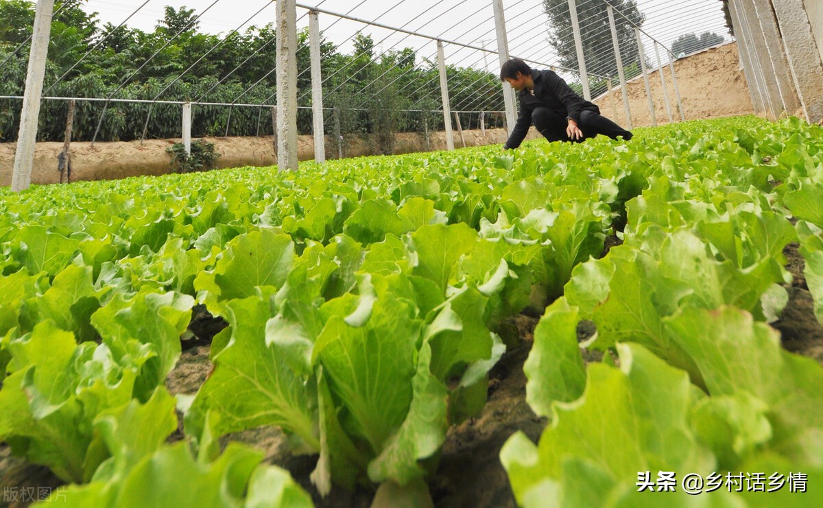 种植蔬菜应掌握的知识点和技能,种植蔬菜用药问题有哪些