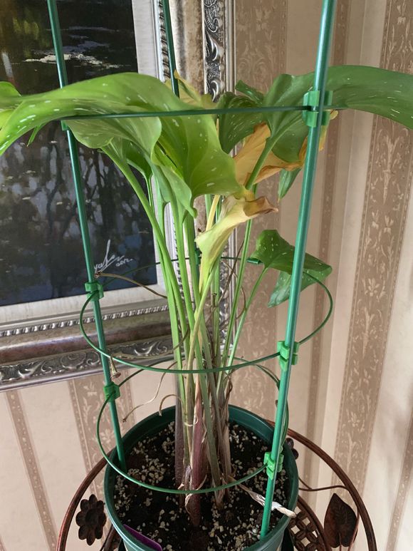 马蹄莲的养法和注意事项,马蹄莲养护方法和注意事项