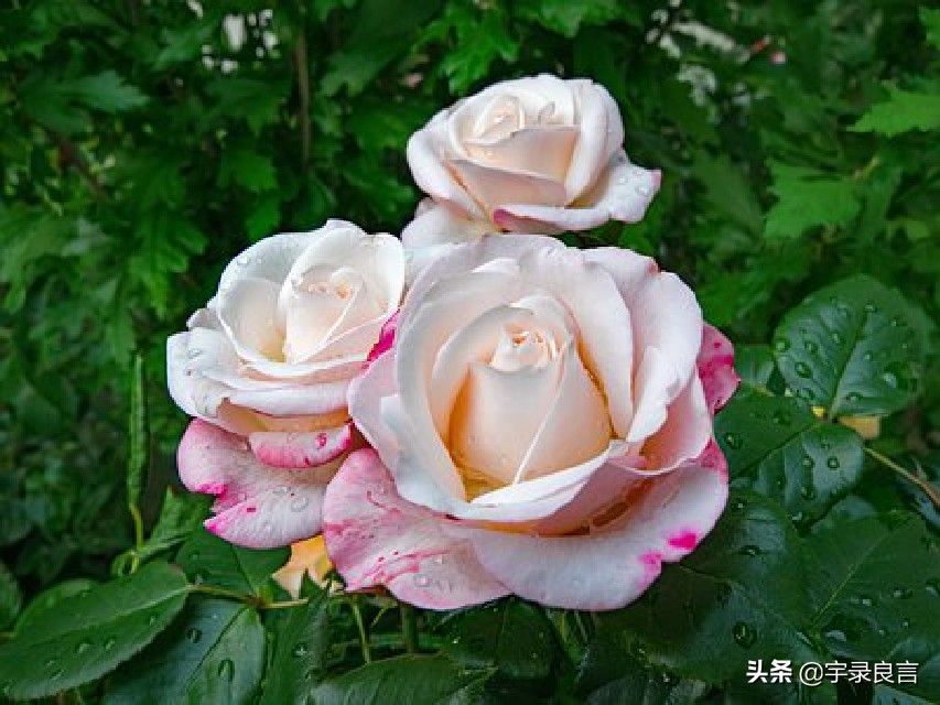 霸气个性签名女生高冷简短独特,霸气十足的个性签名短句女生