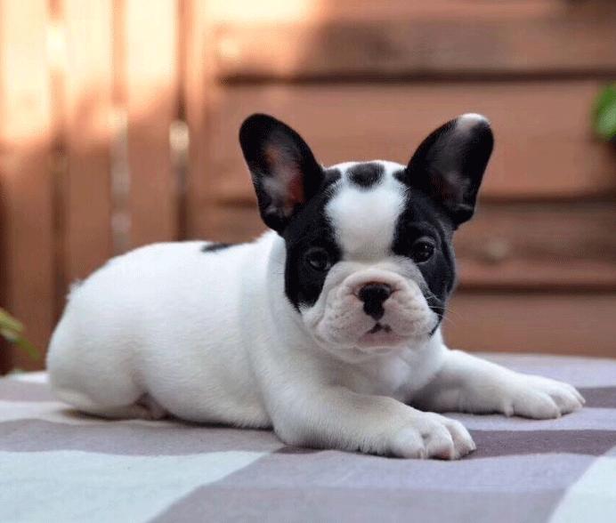 法牛好养吗,想养听话的法牛犬