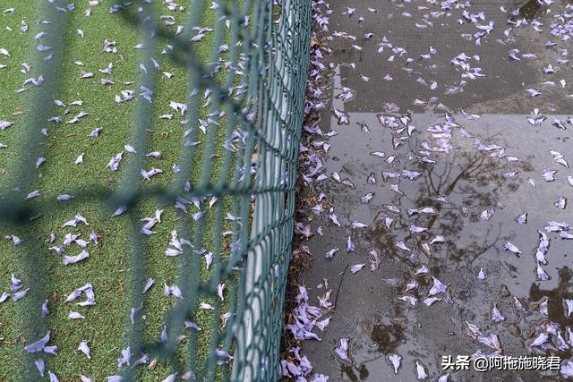 蓝花楹花语及图片大全,蓝花楹的花语还是很让人着迷