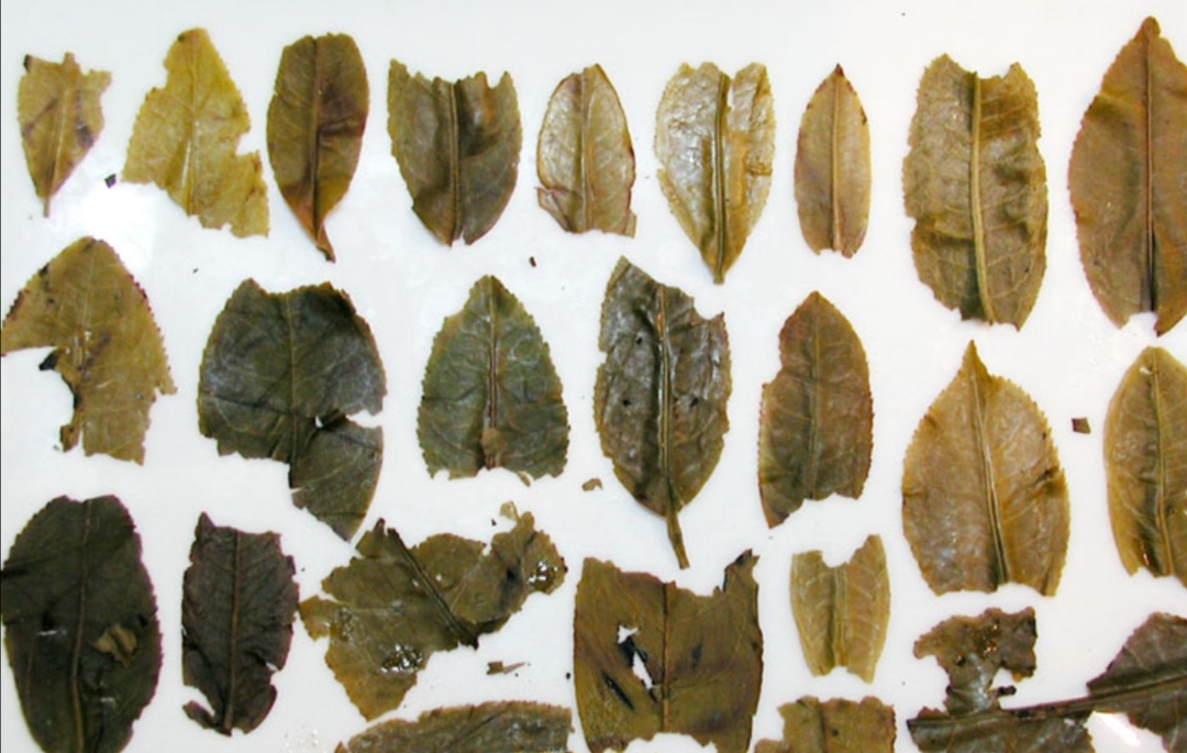 03年勐海兴海茶厂野生班章茶,2006年勐海茶厂班章古树茶