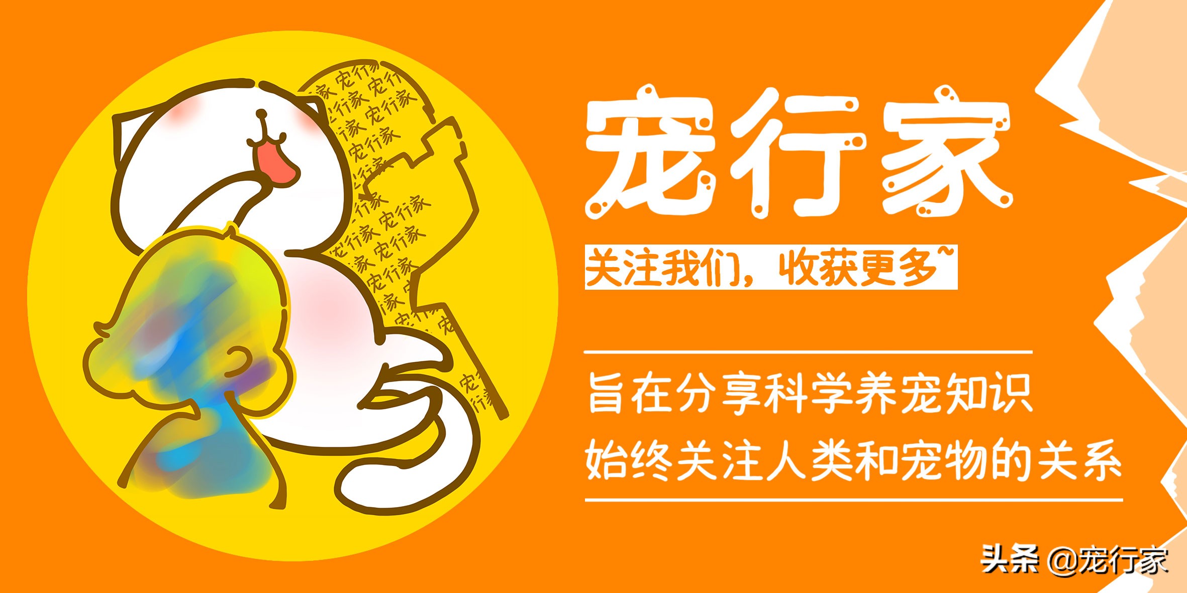 猫咪洗澡攻略如何正确地给猫洗澡,猫咪洗澡怎么护耳朵